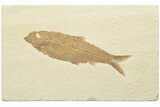 Detailed Fossil Fish (Knightia) - Wyoming #247363-1